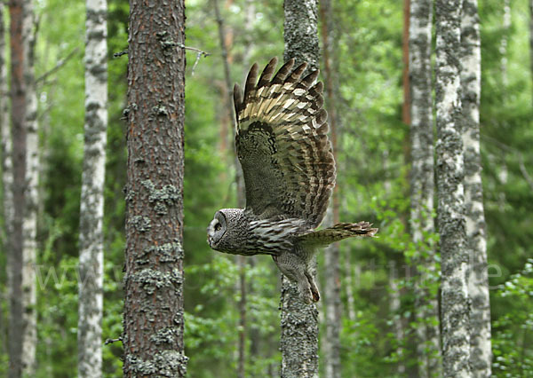 Bartkauz (Strix nebulosa)