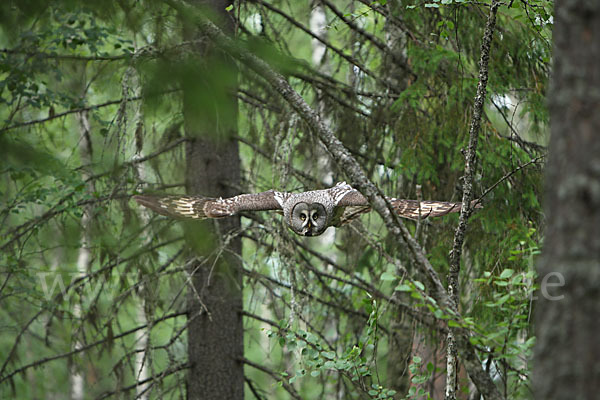 Bartkauz (Strix nebulosa)