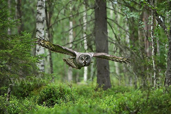 Bartkauz (Strix nebulosa)