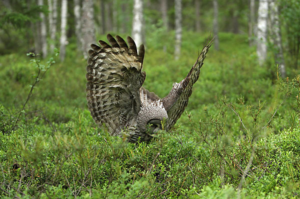 Bartkauz (Strix nebulosa)