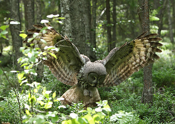 Bartkauz (Strix nebulosa)