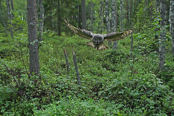 Bartkauz (Strix nebulosa)