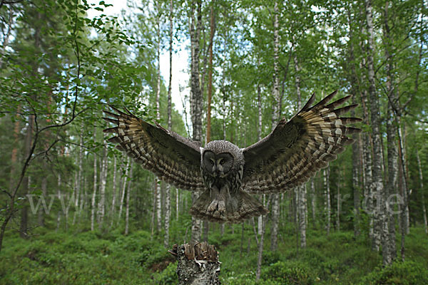 Bartkauz (Strix nebulosa)