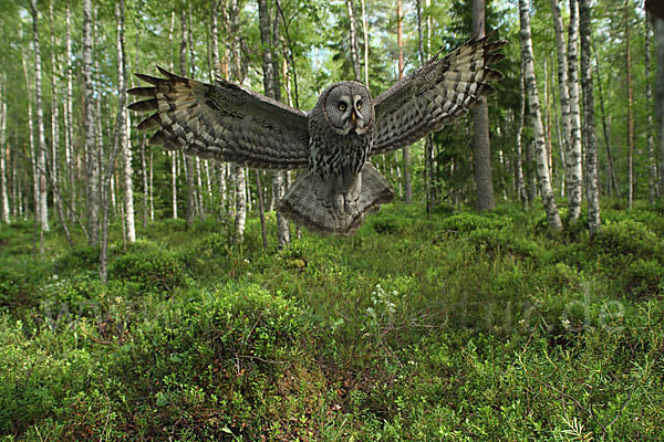 Bartkauz (Strix nebulosa)