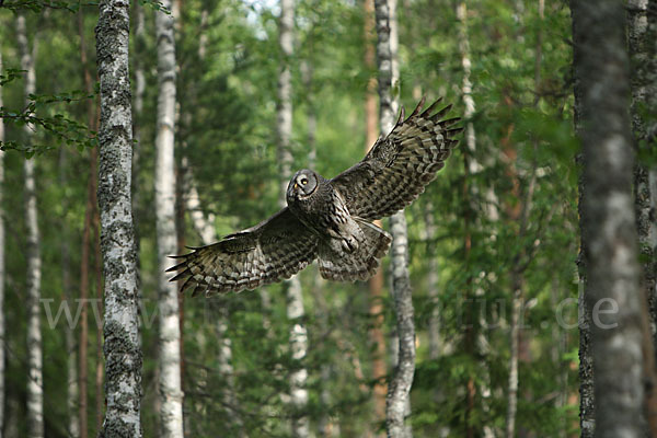 Bartkauz (Strix nebulosa)