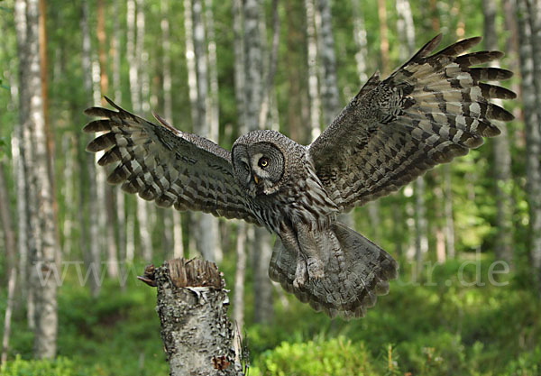 Bartkauz (Strix nebulosa)