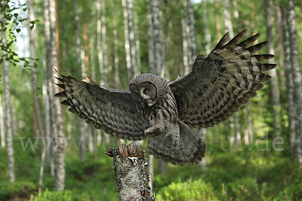 Bartkauz (Strix nebulosa)