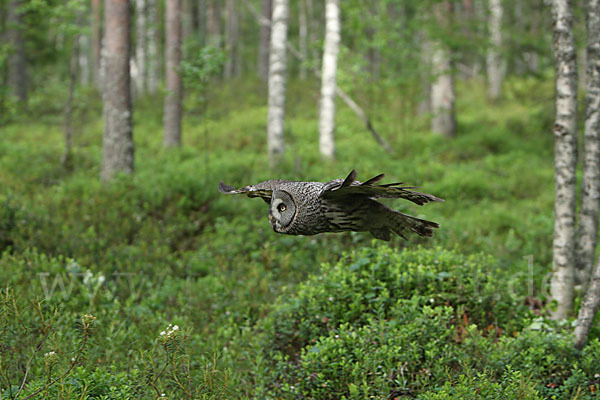 Bartkauz (Strix nebulosa)