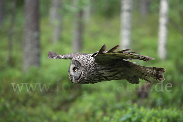 Bartkauz (Strix nebulosa)