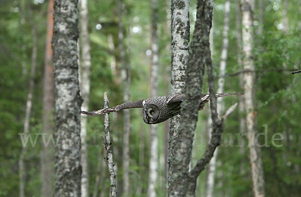 Bartkauz (Strix nebulosa)