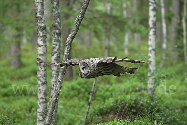 Bartkauz (Strix nebulosa)