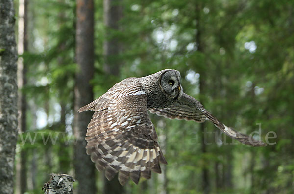 Bartkauz (Strix nebulosa)