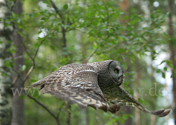 Bartkauz (Strix nebulosa)