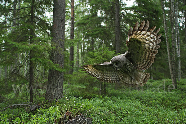 Bartkauz (Strix nebulosa)