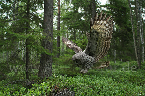 Bartkauz (Strix nebulosa)