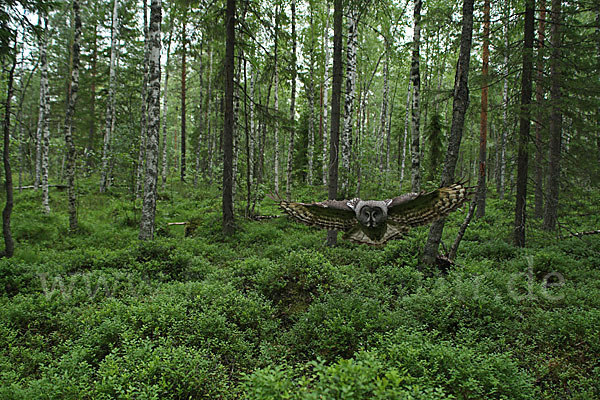 Bartkauz (Strix nebulosa)