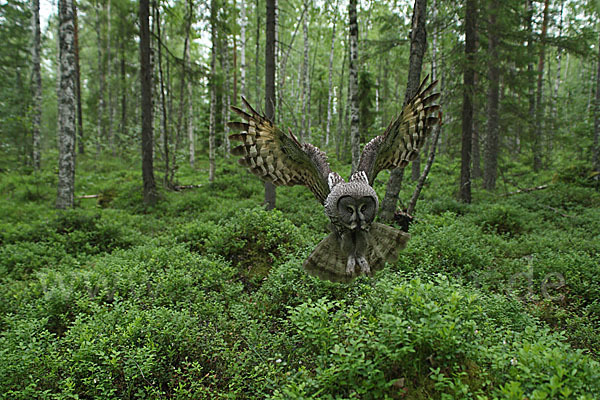 Bartkauz (Strix nebulosa)