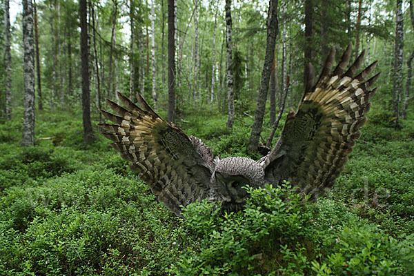 Bartkauz (Strix nebulosa)