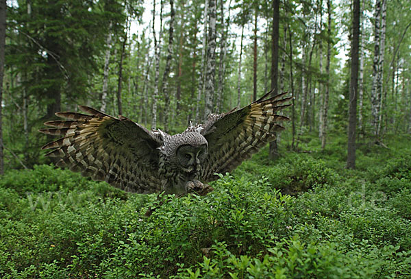 Bartkauz (Strix nebulosa)