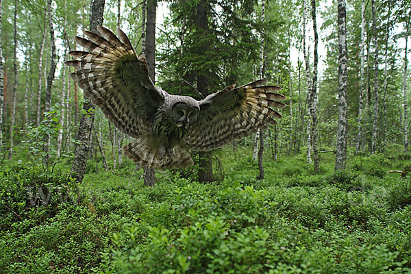 Bartkauz (Strix nebulosa)