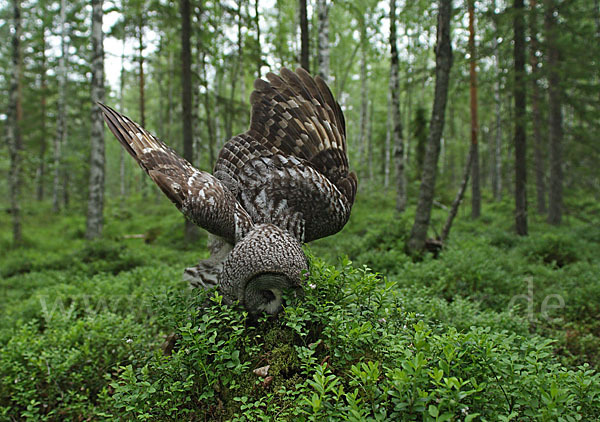 Bartkauz (Strix nebulosa)