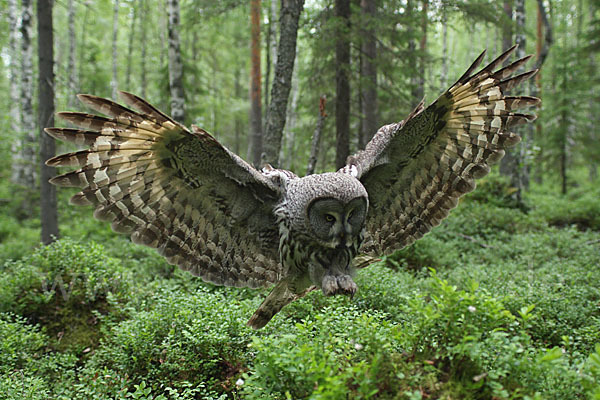 Bartkauz (Strix nebulosa)