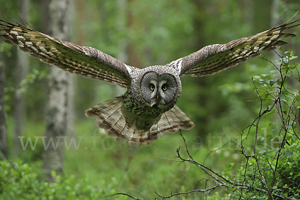 Bartkauz (Strix nebulosa)