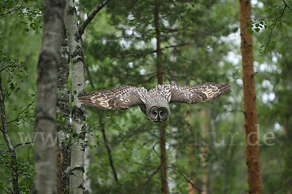 Bartkauz (Strix nebulosa)