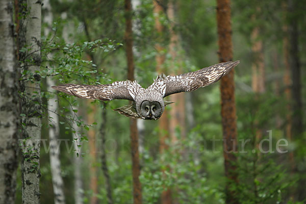 Bartkauz (Strix nebulosa)