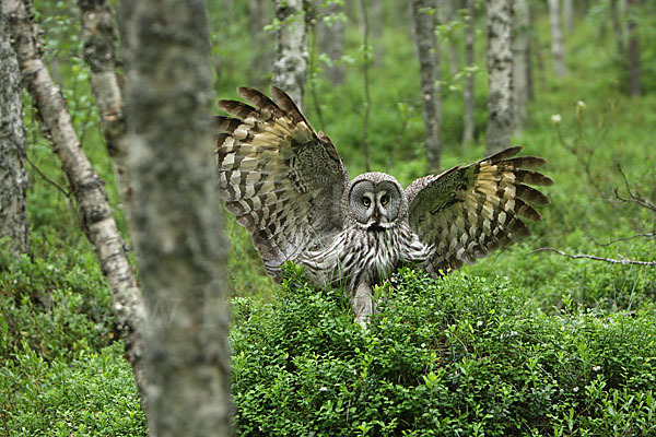 Bartkauz (Strix nebulosa)