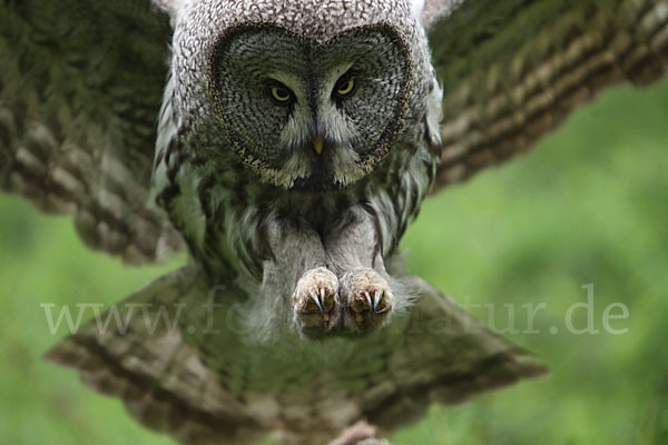 Bartkauz (Strix nebulosa)