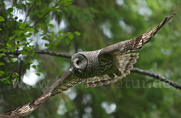 Bartkauz (Strix nebulosa)