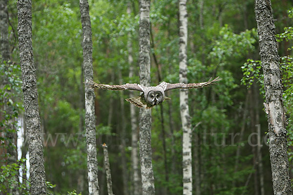 Bartkauz (Strix nebulosa)