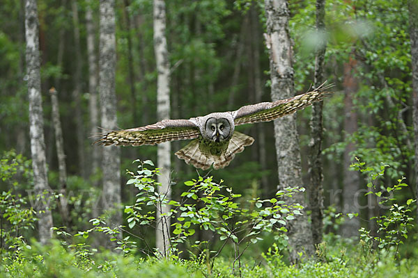 Bartkauz (Strix nebulosa)