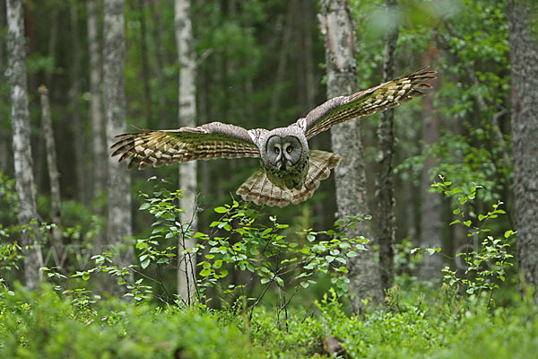 Bartkauz (Strix nebulosa)