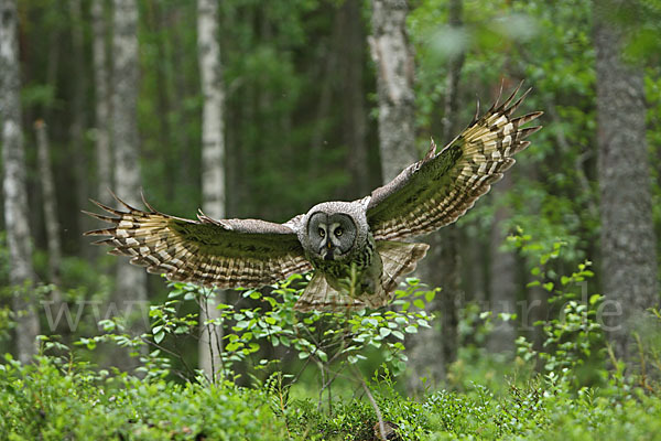 Bartkauz (Strix nebulosa)