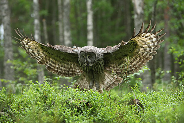 Bartkauz (Strix nebulosa)