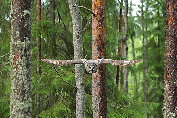 Bartkauz (Strix nebulosa)