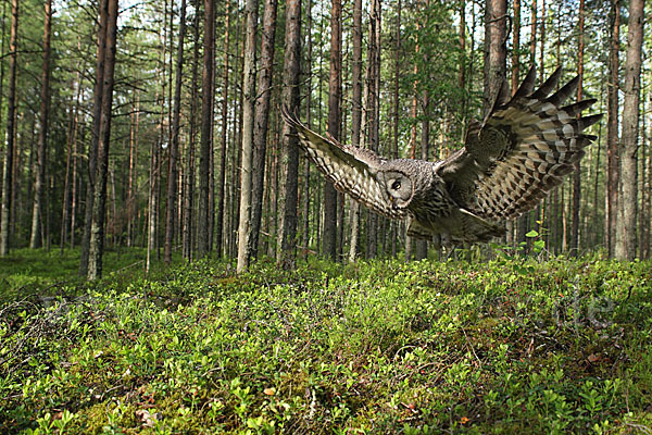 Bartkauz (Strix nebulosa)