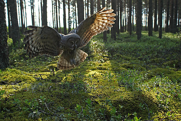 Bartkauz (Strix nebulosa)