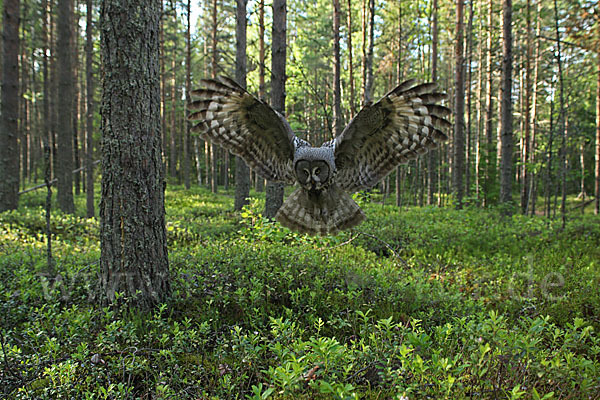 Bartkauz (Strix nebulosa)