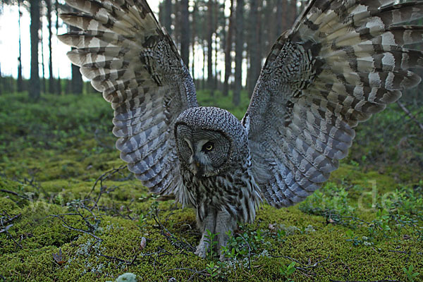 Bartkauz (Strix nebulosa)