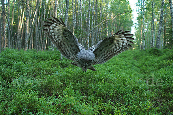 Bartkauz (Strix nebulosa)