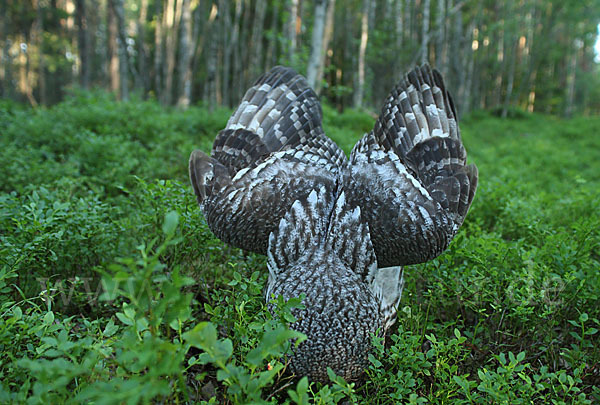 Bartkauz (Strix nebulosa)