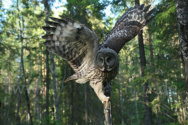 Bartkauz (Strix nebulosa)