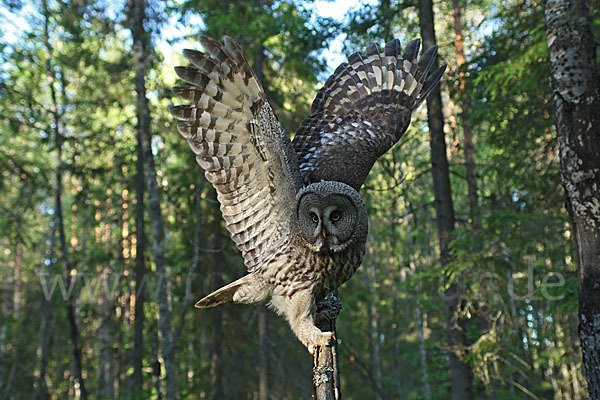 Bartkauz (Strix nebulosa)