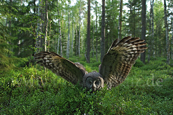 Bartkauz (Strix nebulosa)