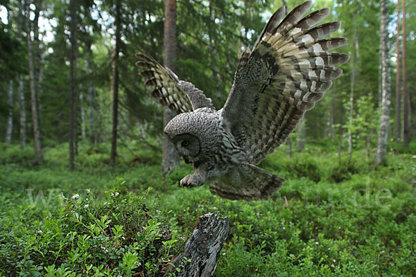 Bartkauz (Strix nebulosa)