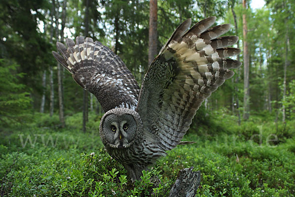 Bartkauz (Strix nebulosa)