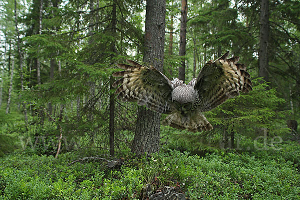 Bartkauz (Strix nebulosa)